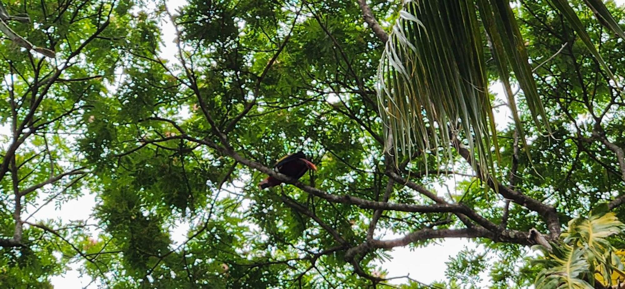 Macaw Paradise Jacó Eksteriør billede