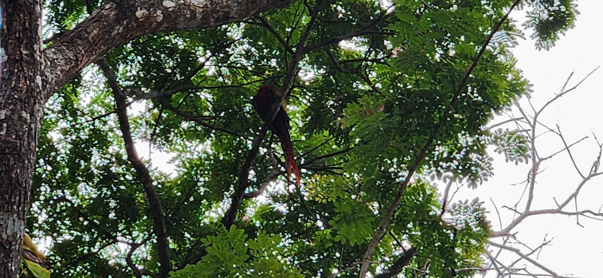 Macaw Paradise Jacó Eksteriør billede