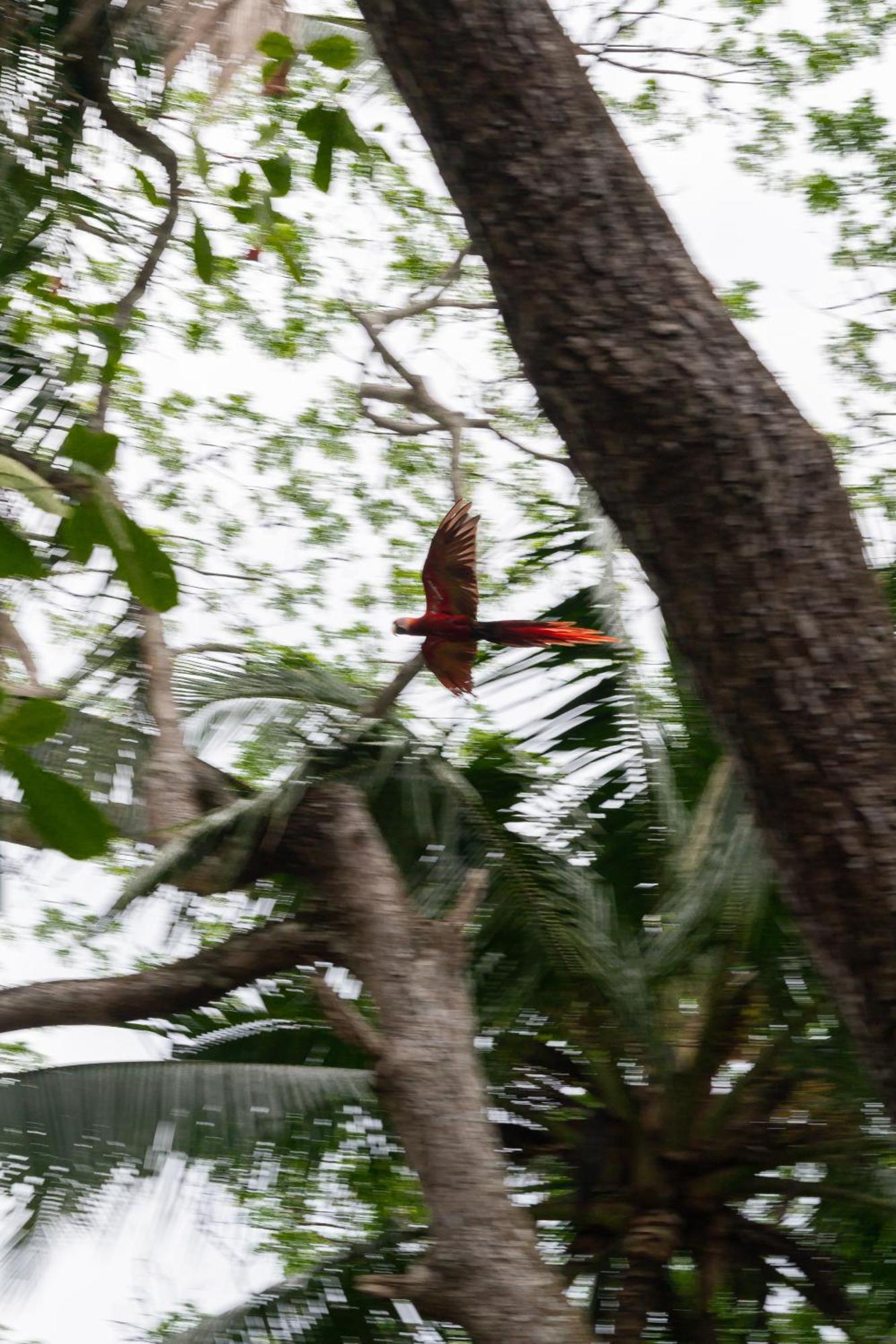 Macaw Paradise Jacó Eksteriør billede