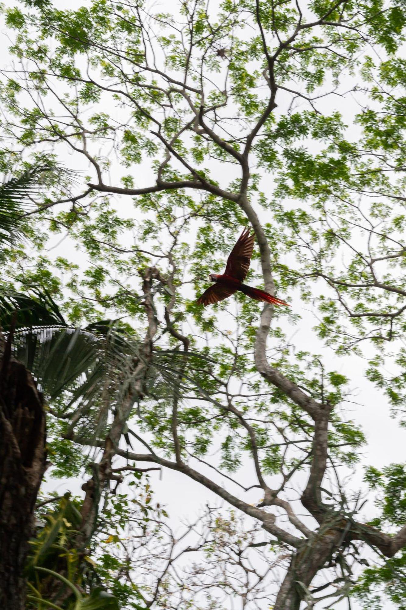 Macaw Paradise Jacó Eksteriør billede